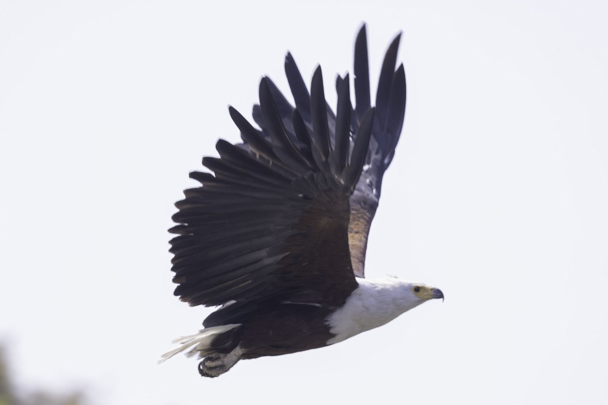 African Fish-Eagle - ML644219040
