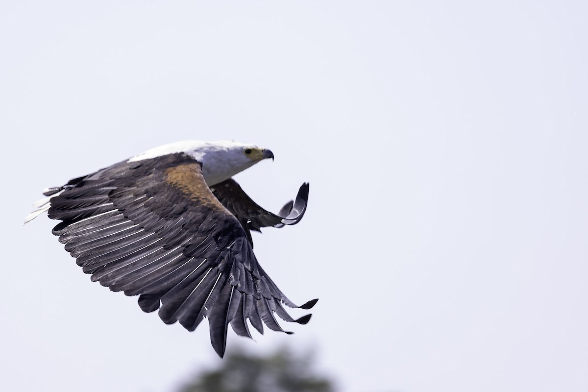 African Fish-Eagle - ML644219041