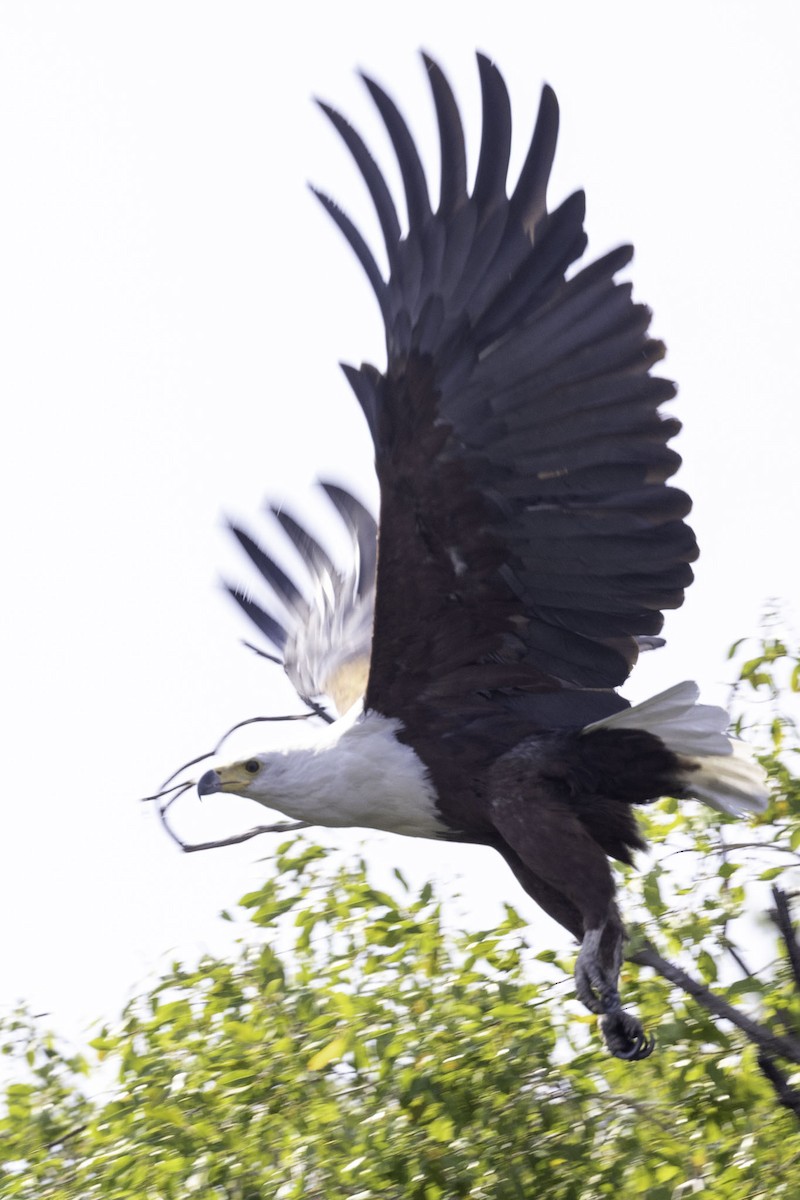 African Fish-Eagle - ML644219042