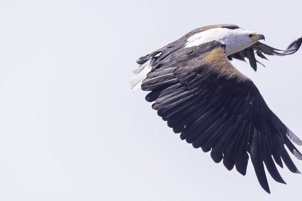 African Fish-Eagle - ML644219043