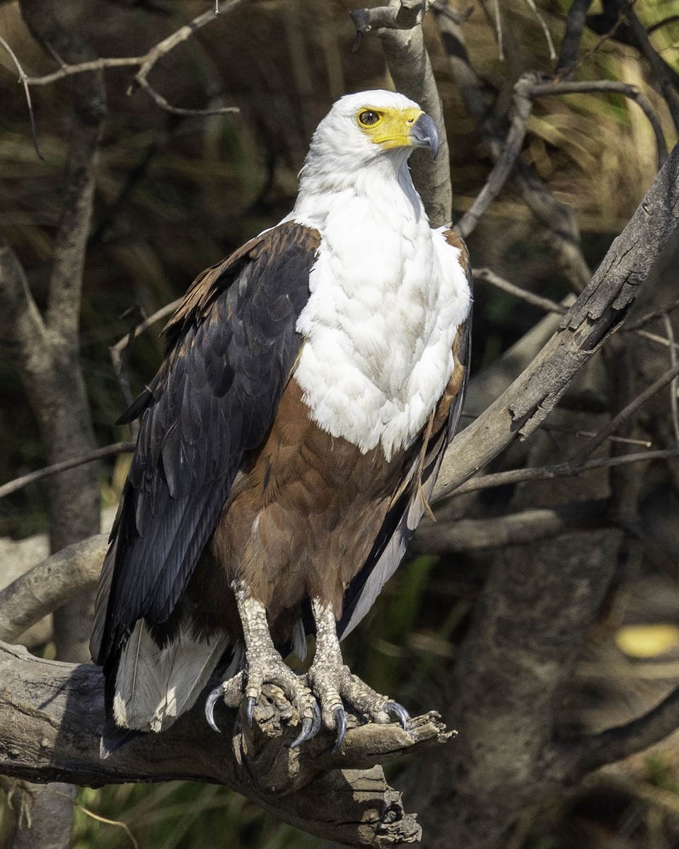 African Fish-Eagle - ML644219044