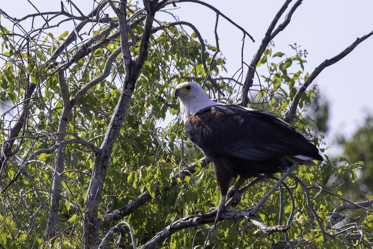 African Fish-Eagle - ML644219045