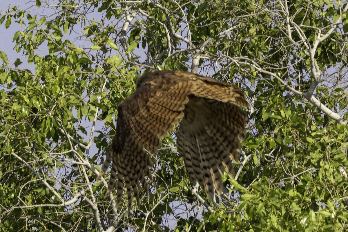 storflodugle - ML644219055