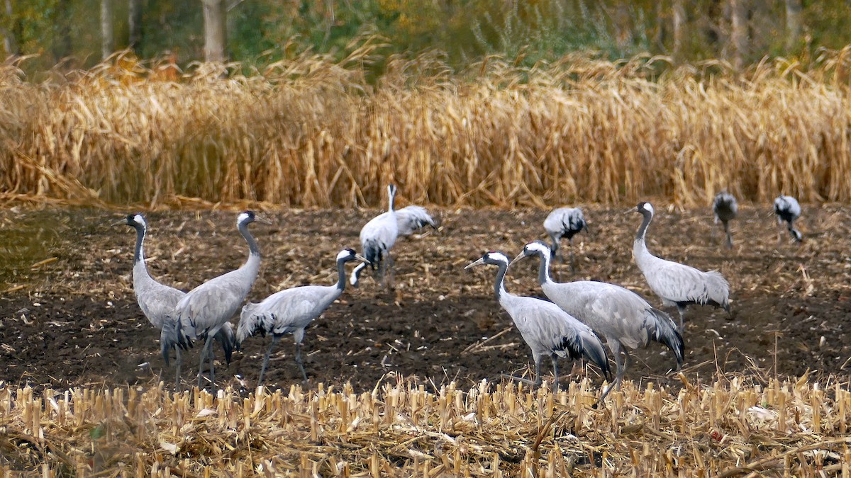 Common Crane - ML644219069