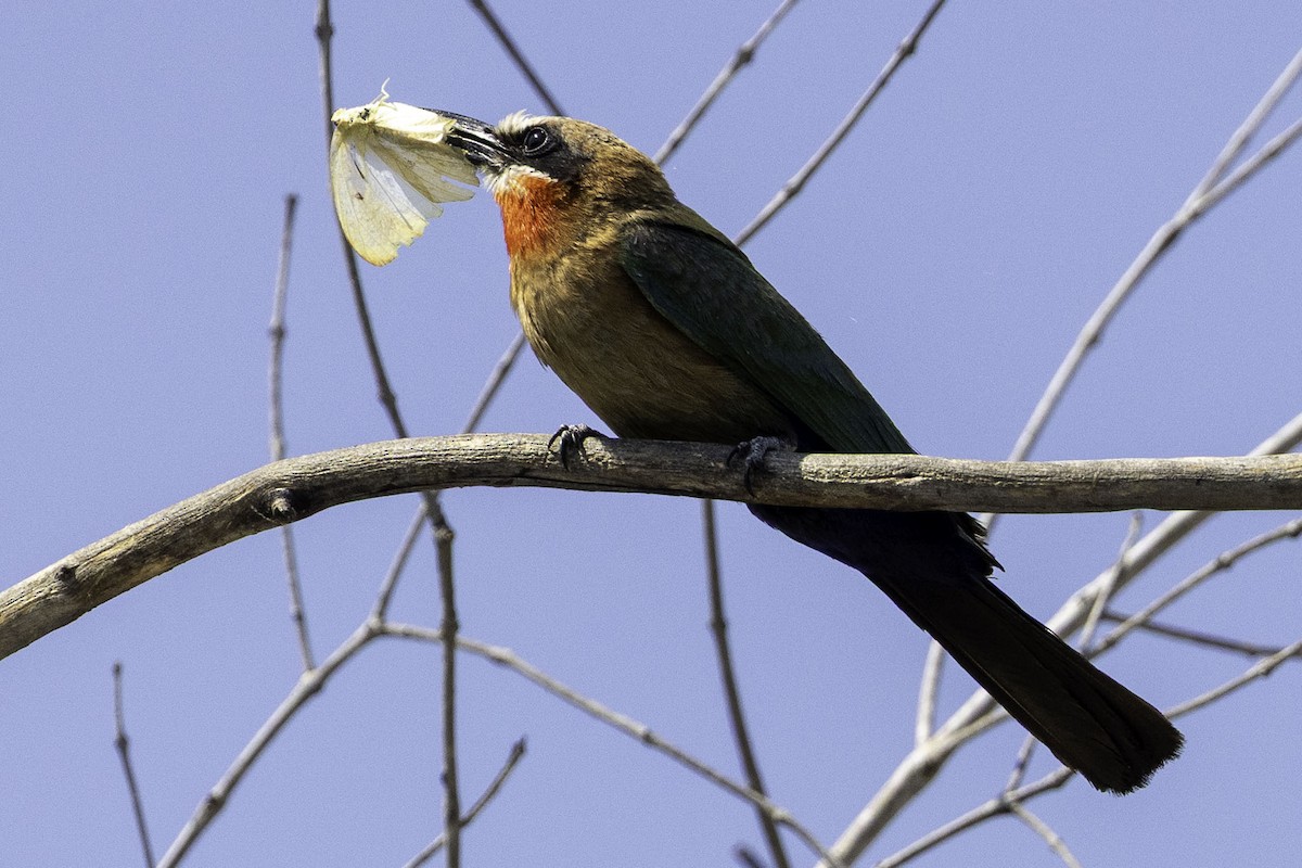 White-fronted Bee-eater - ML644219072