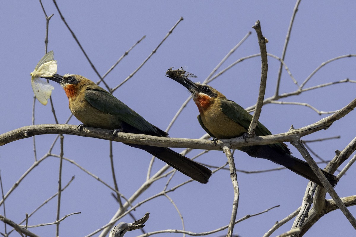 White-fronted Bee-eater - ML644219073