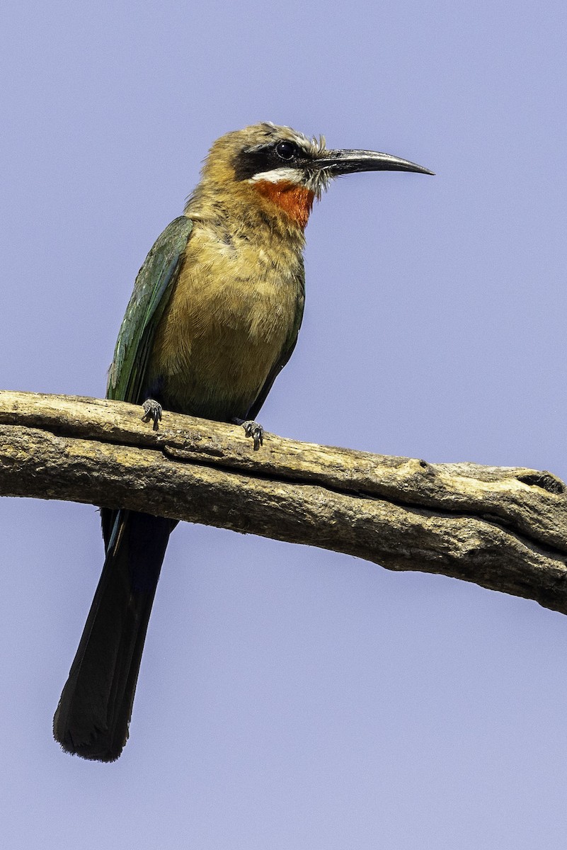 White-fronted Bee-eater - ML644219074