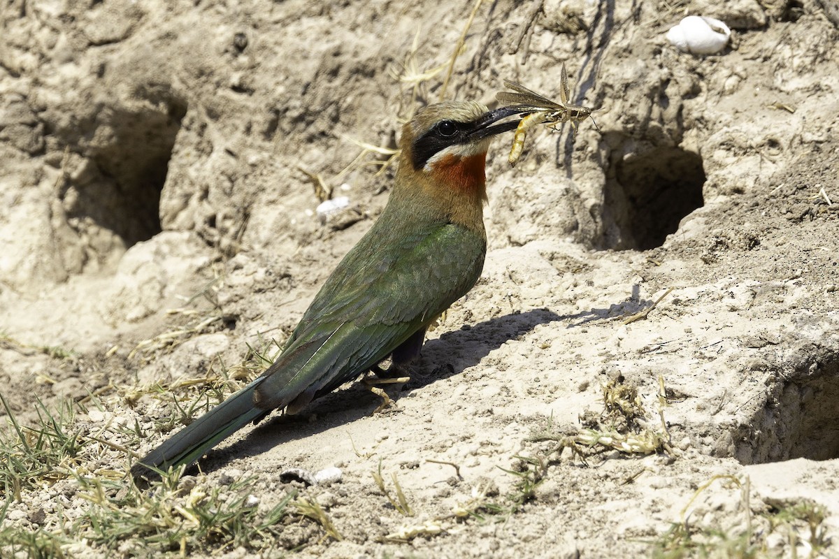 White-fronted Bee-eater - ML644219075
