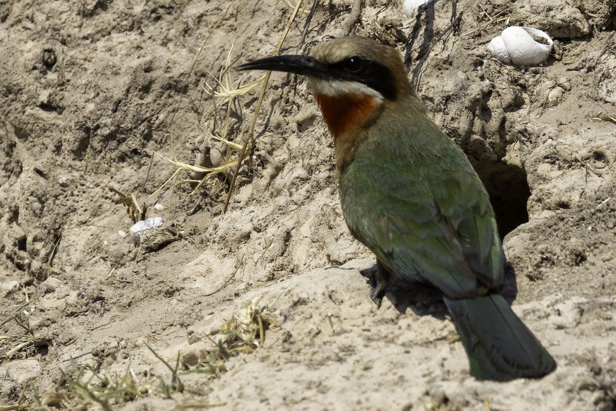 White-fronted Bee-eater - ML644219076