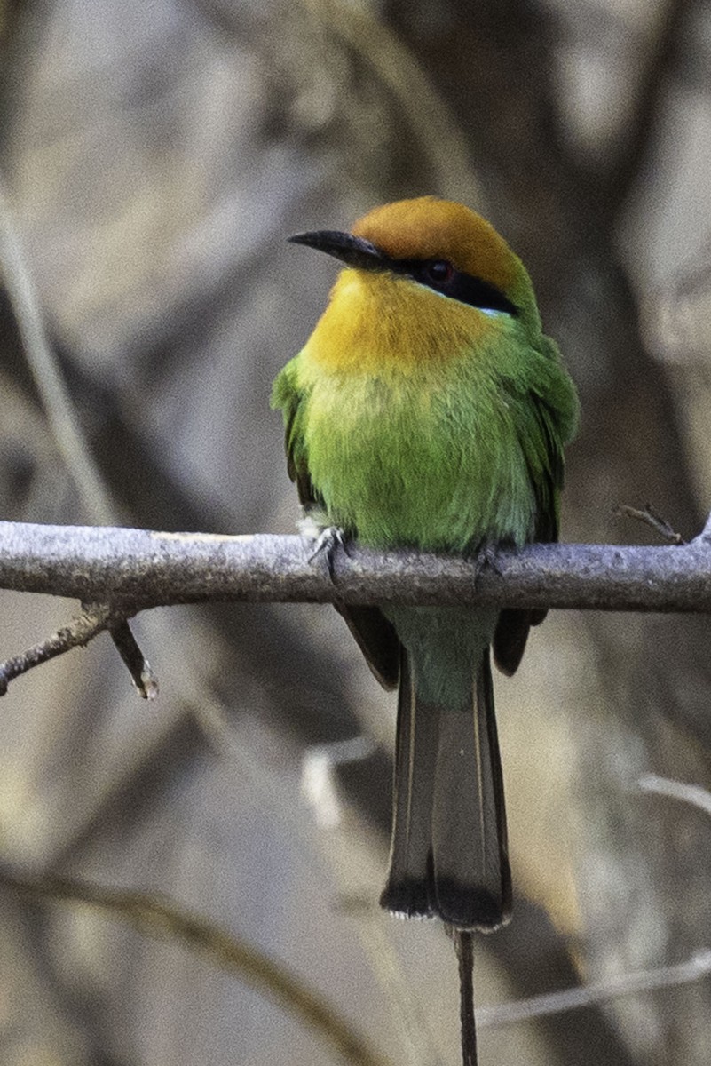 Böhm's Bee-eater - ML644219081