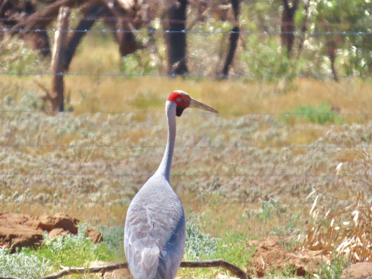 Brolga - ML644219086