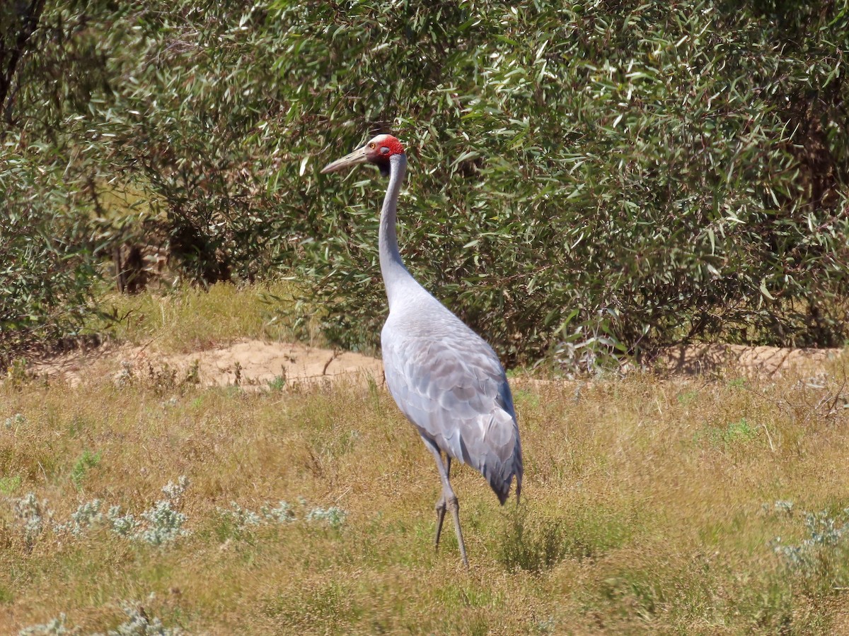 Brolga - ML644219087