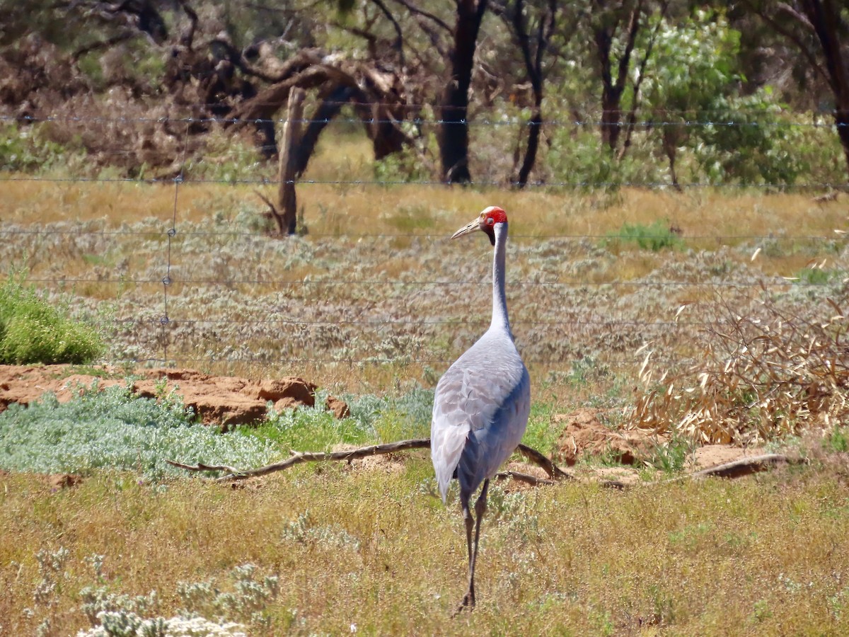 Brolga - ML644219088