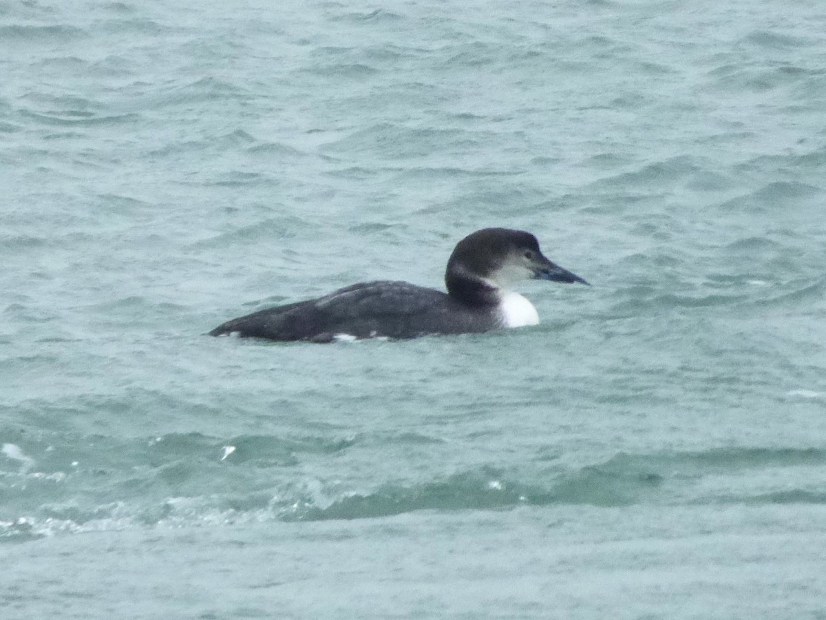 Common Loon - ML644219089