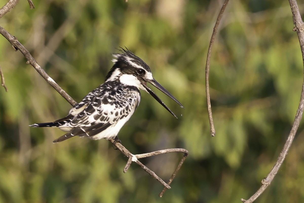 Pied Kingfisher - ML644219107