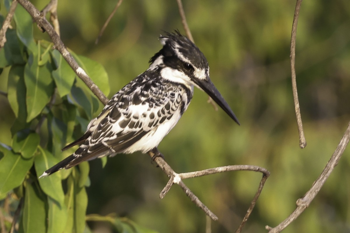Pied Kingfisher - ML644219108