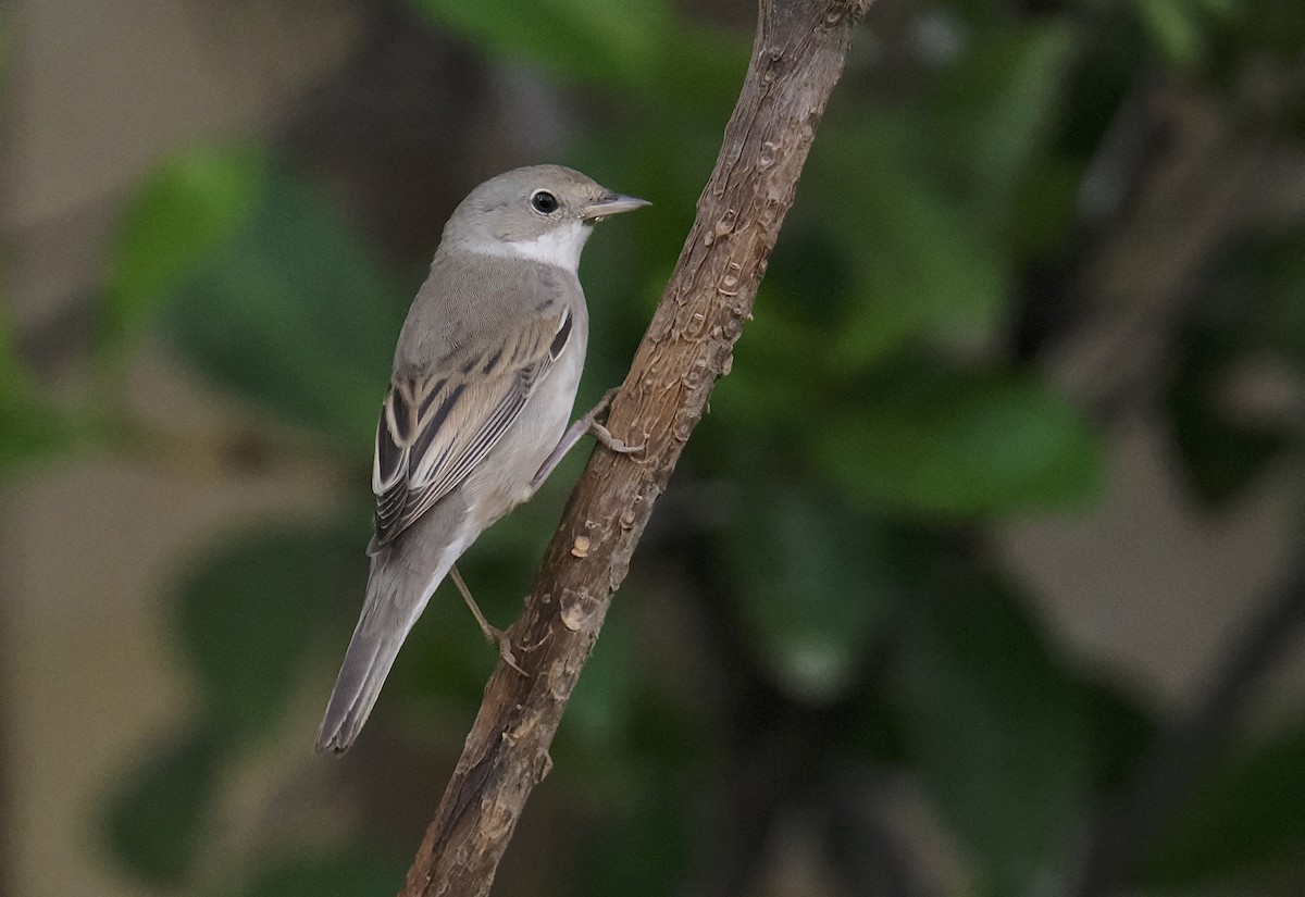 Sterpazzola - ML644219127