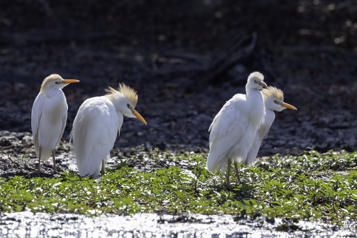 Western Cattle-Egret - ML644219130