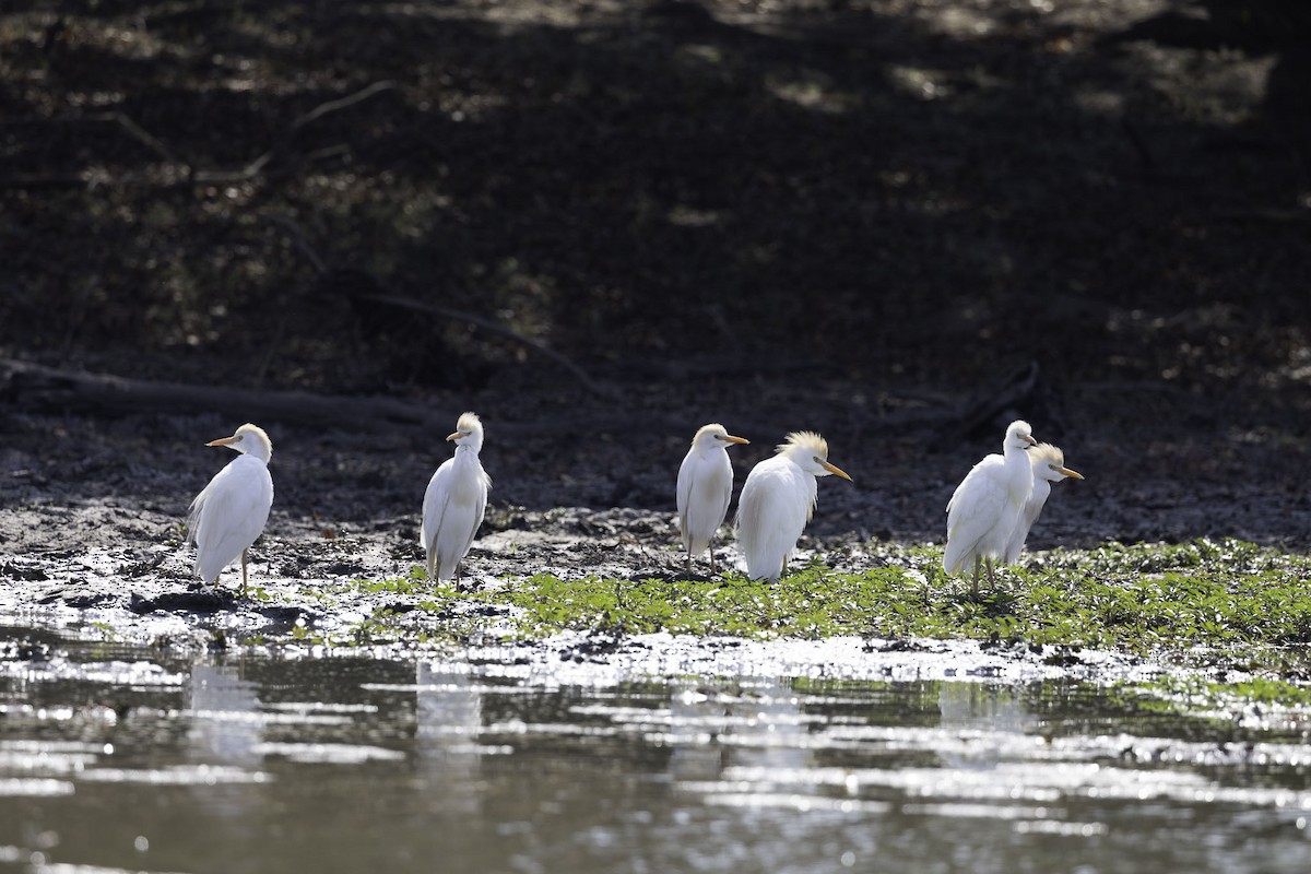 Western Cattle-Egret - ML644219131