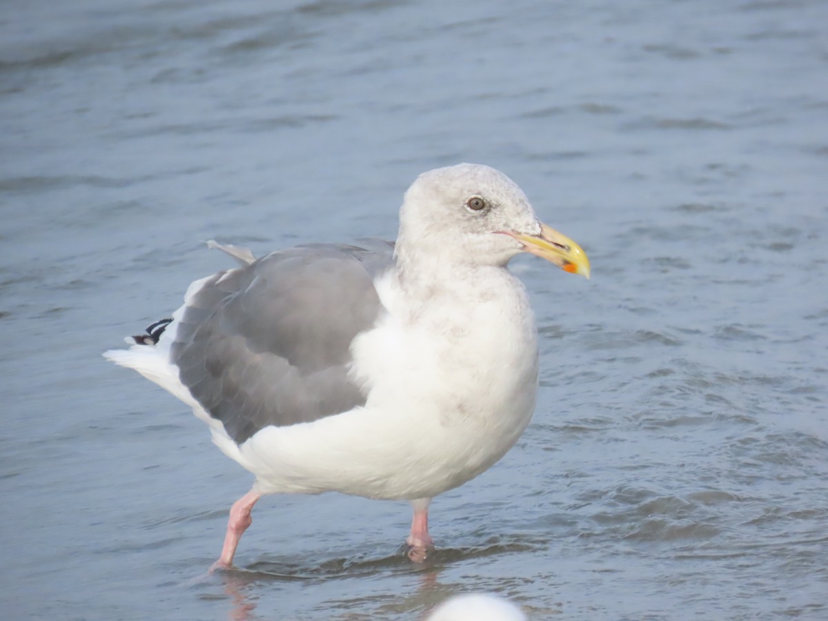 Western Gull - ML644219136
