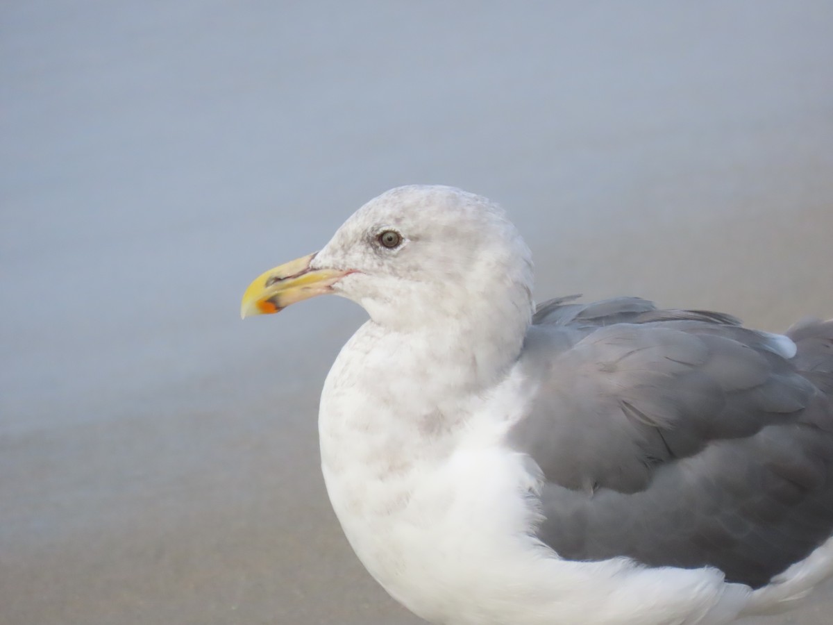 Western Gull - ML644219137