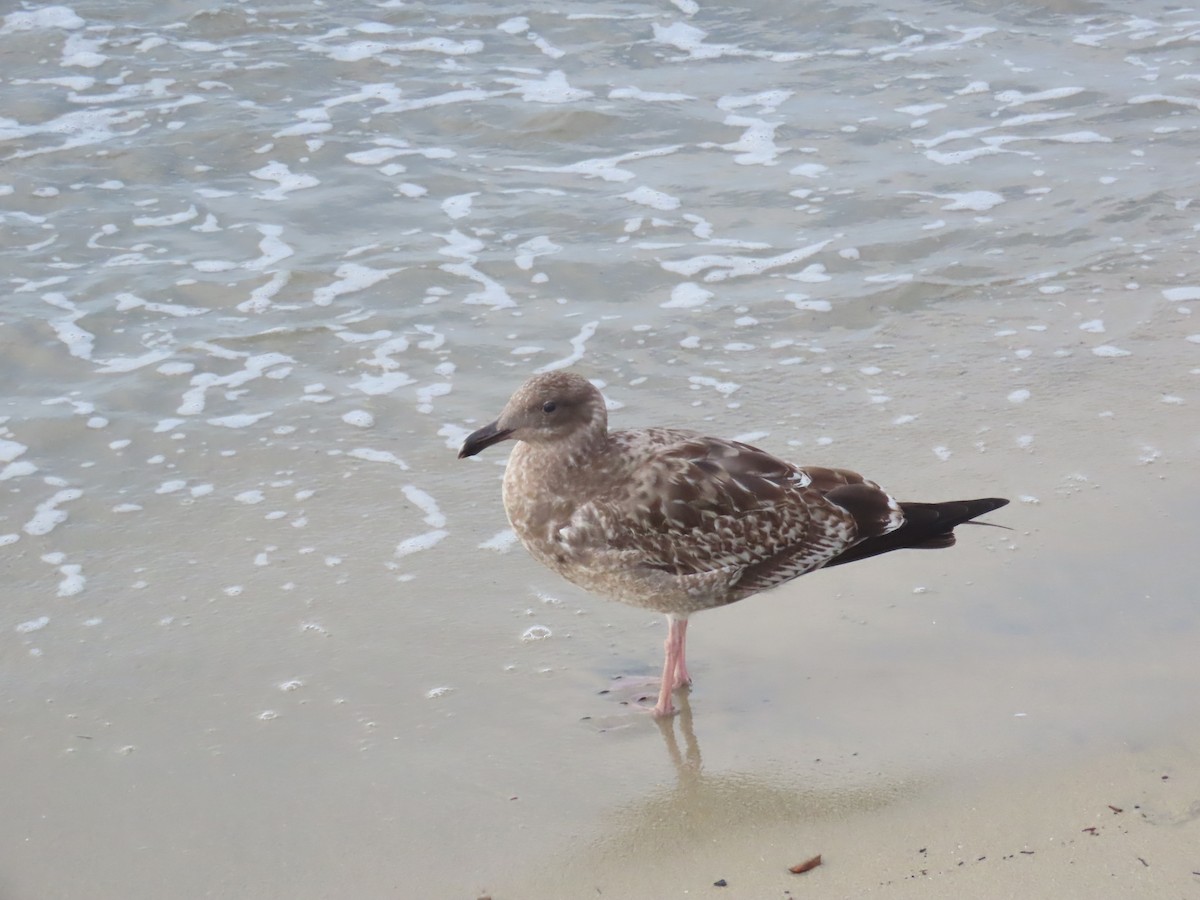 Western Gull - ML644219138