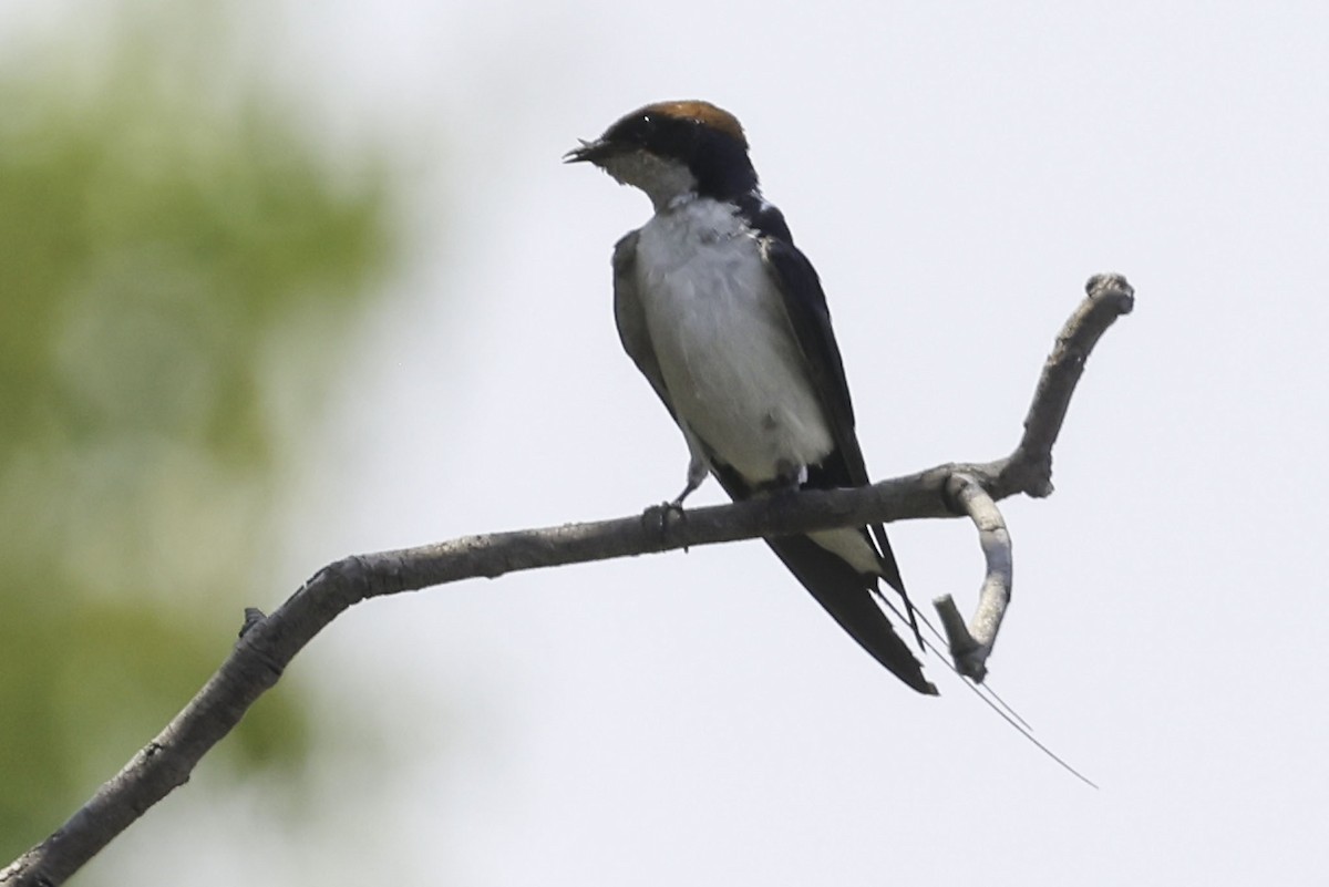 Ластівка ниткохвоста - ML644219144