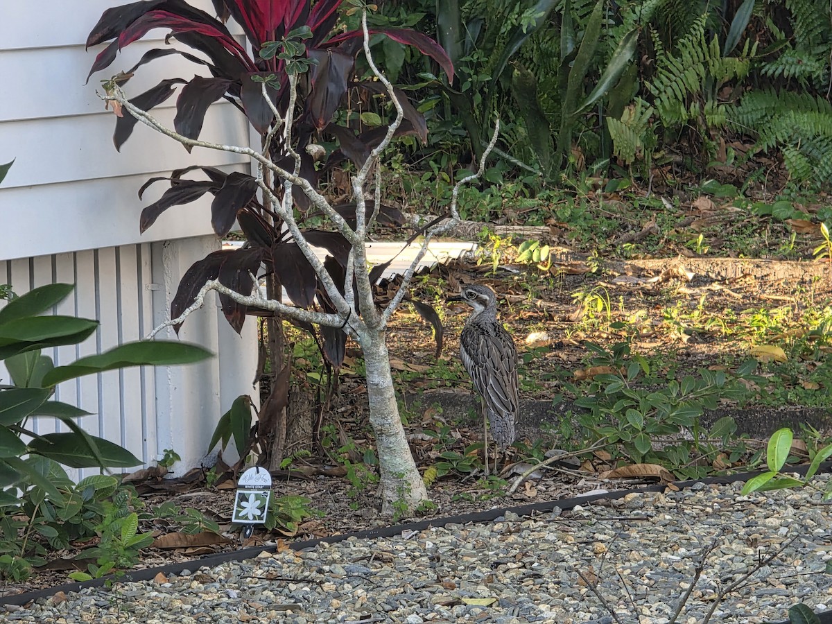 Bush Thick-knee - ML644219173