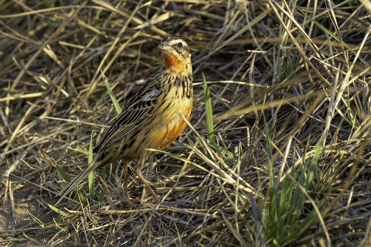Rosy-throated Longclaw - ML644219176