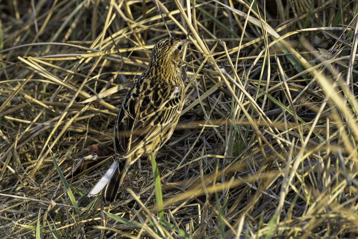 Rosy-throated Longclaw - ML644219177