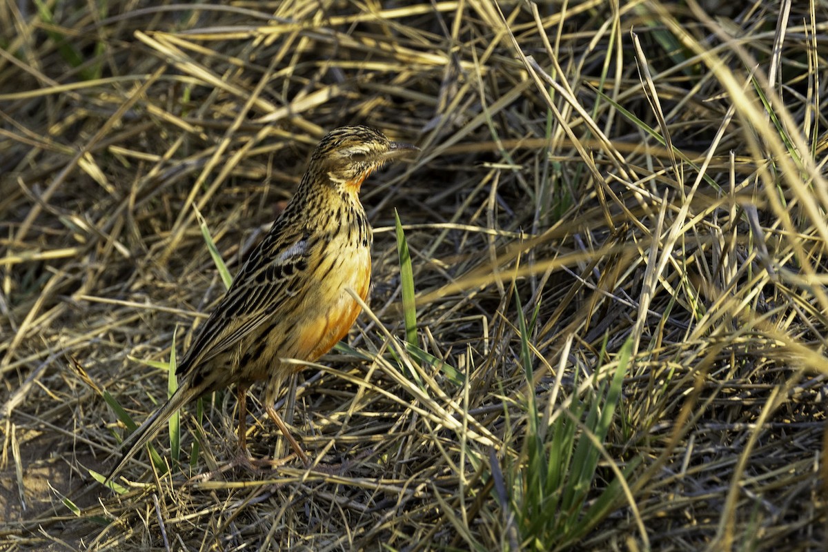 Rosy-throated Longclaw - ML644219178