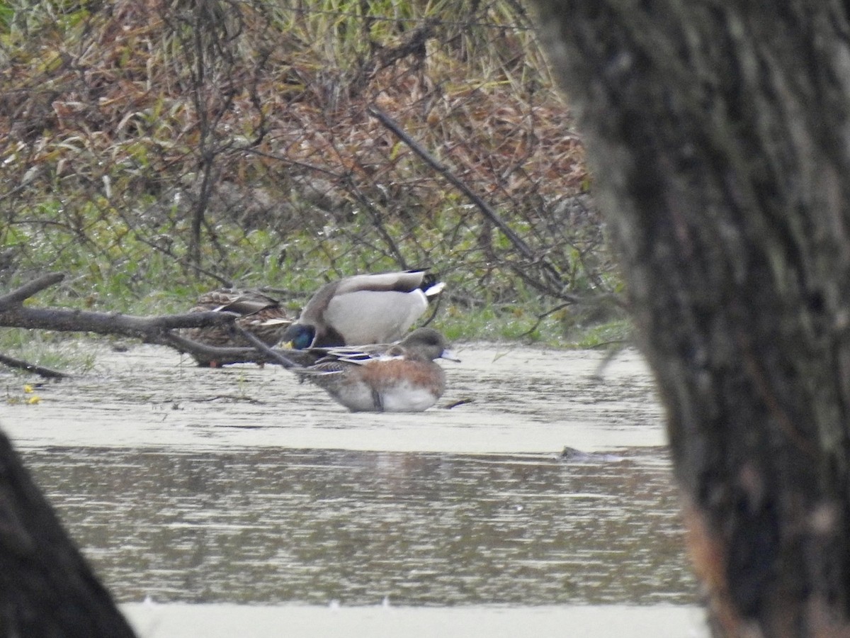 American Wigeon - ML644219195