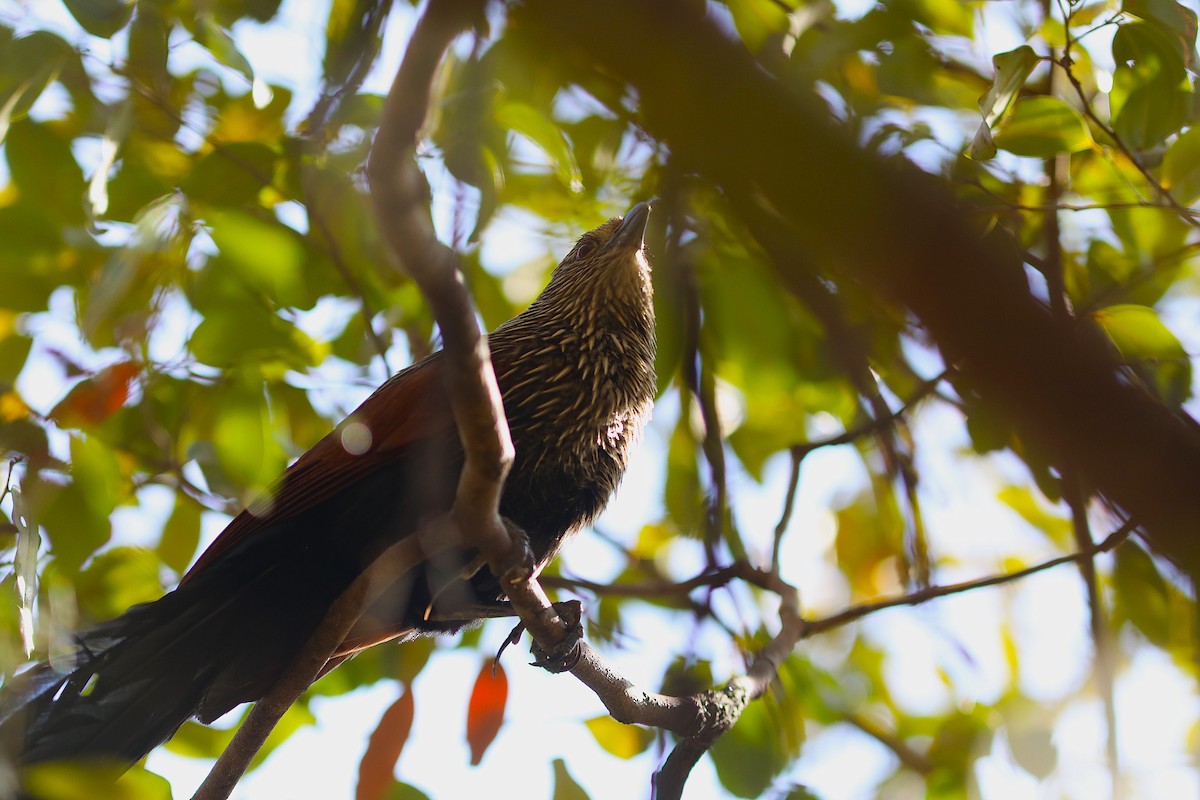 Malagasy Coucal - ML644219201