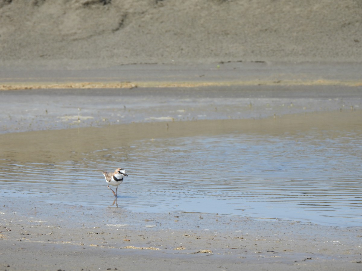 Collared Plover - ML644219205
