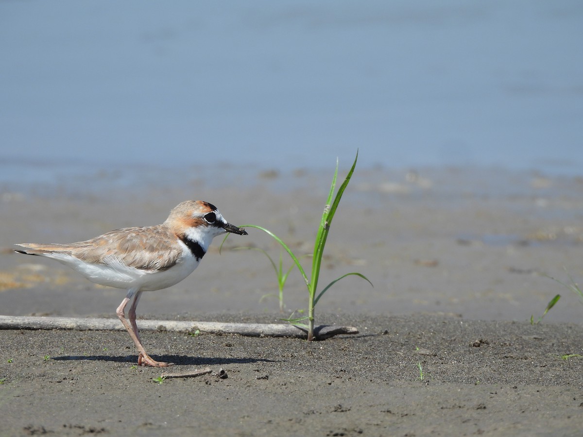 Collared Plover - ML644219206