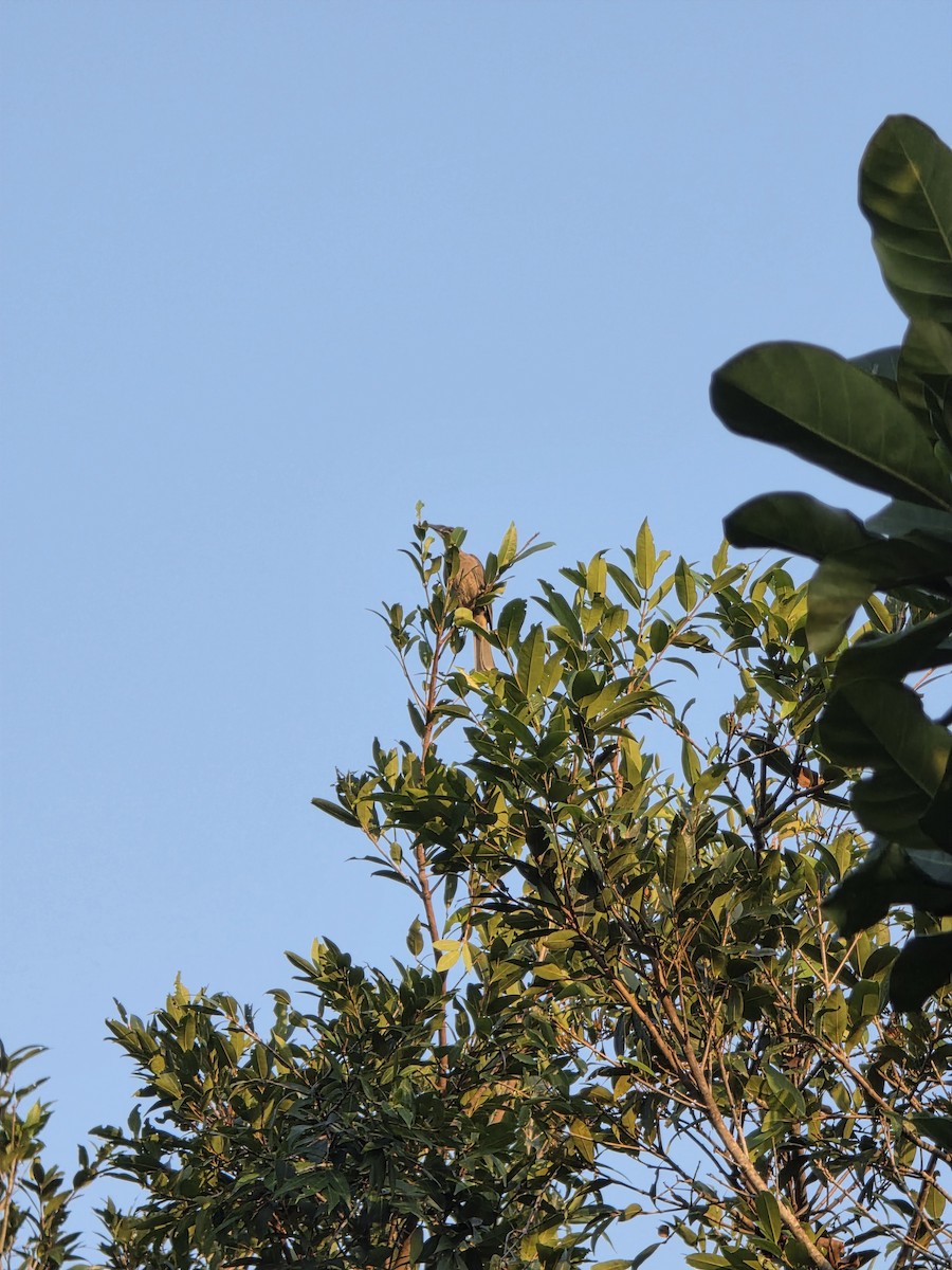 hjelmmunkefugl - ML644219207