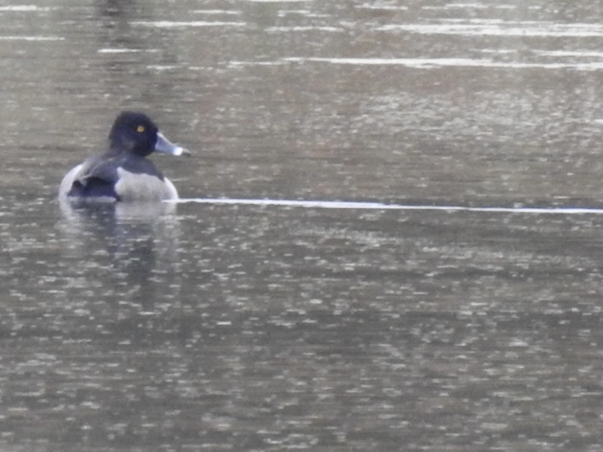 Ring-necked Duck - ML644219208