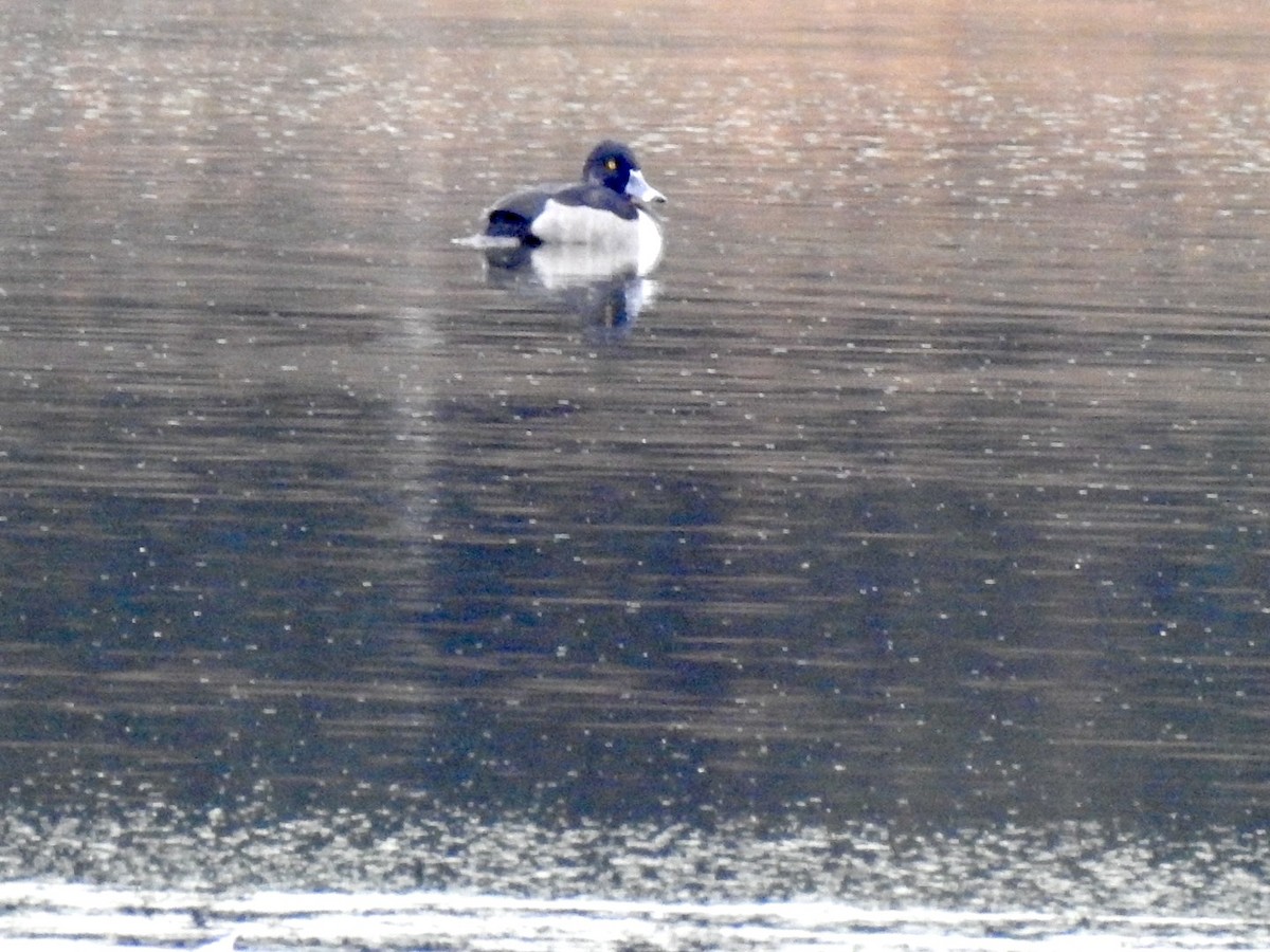 Ring-necked Duck - ML644219209