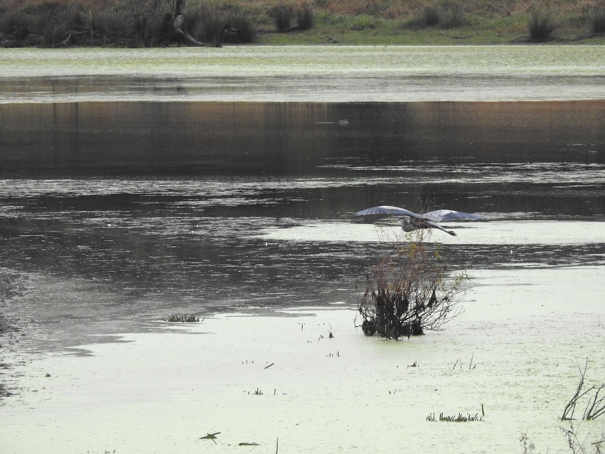Great Blue Heron - ML644219223
