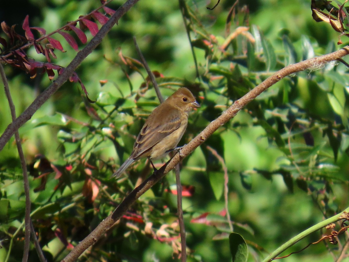 Passerin indigo - ML644219238