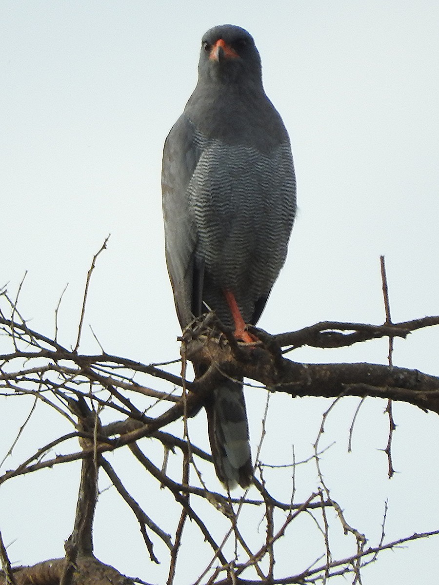 Dark Chanting-Goshawk - ML644219241