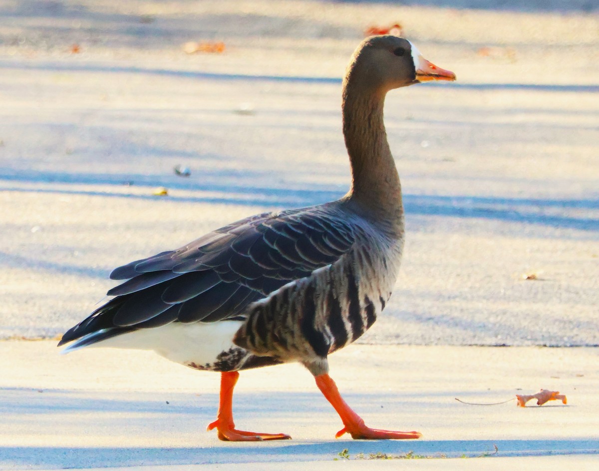 Oie rieuse - ML644219255