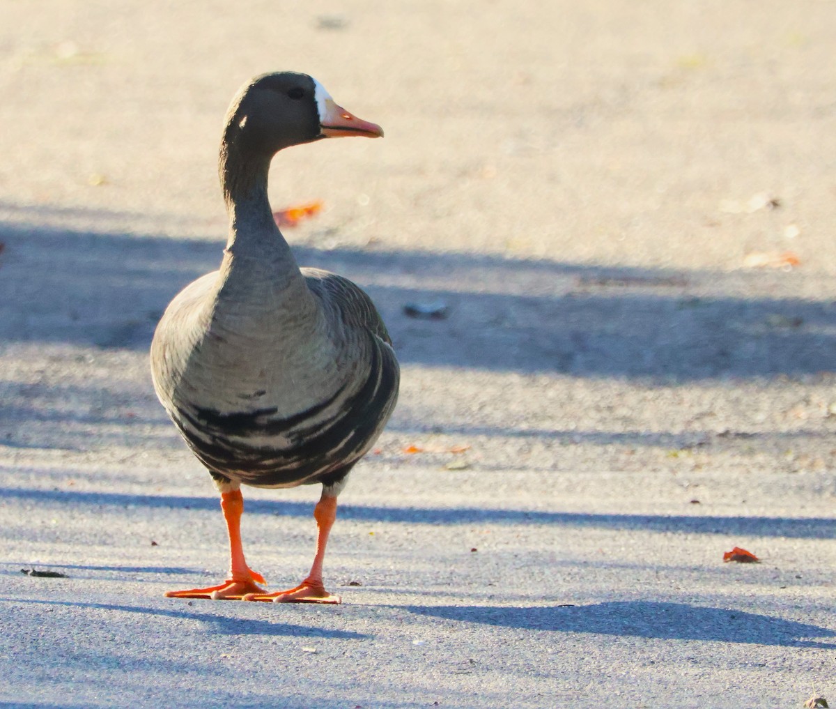 Oie rieuse - ML644219256