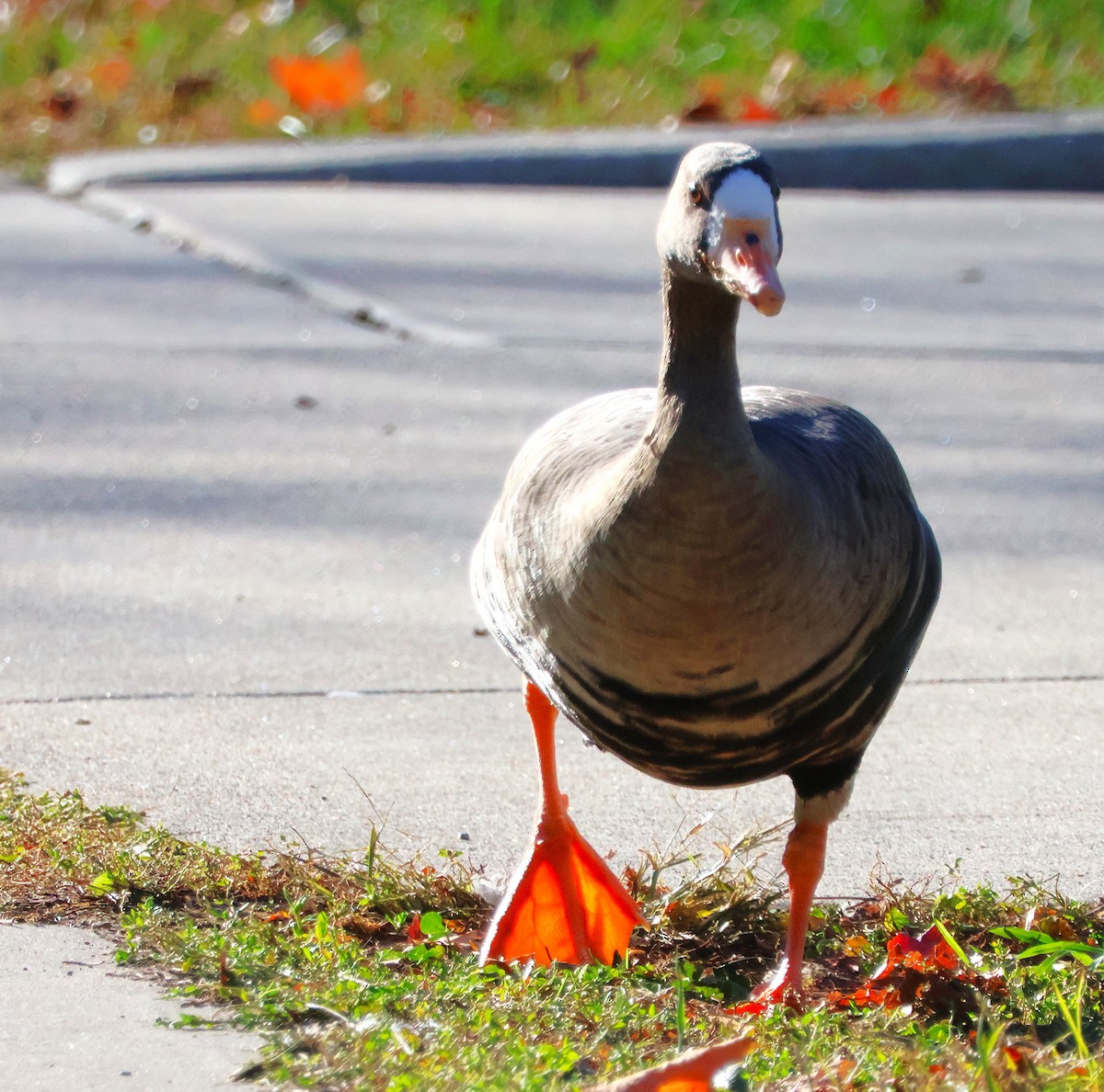 Oie rieuse - ML644219257