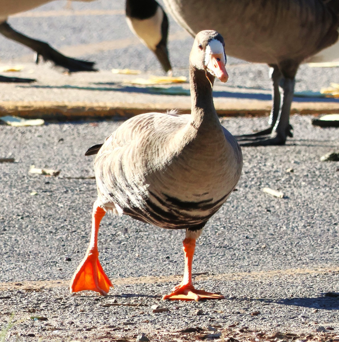 Oie rieuse - ML644219258