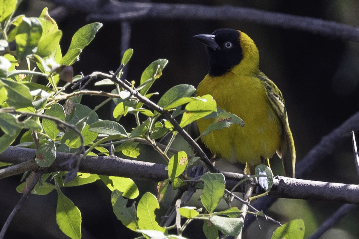 Lesser Masked-Weaver - ML644219286