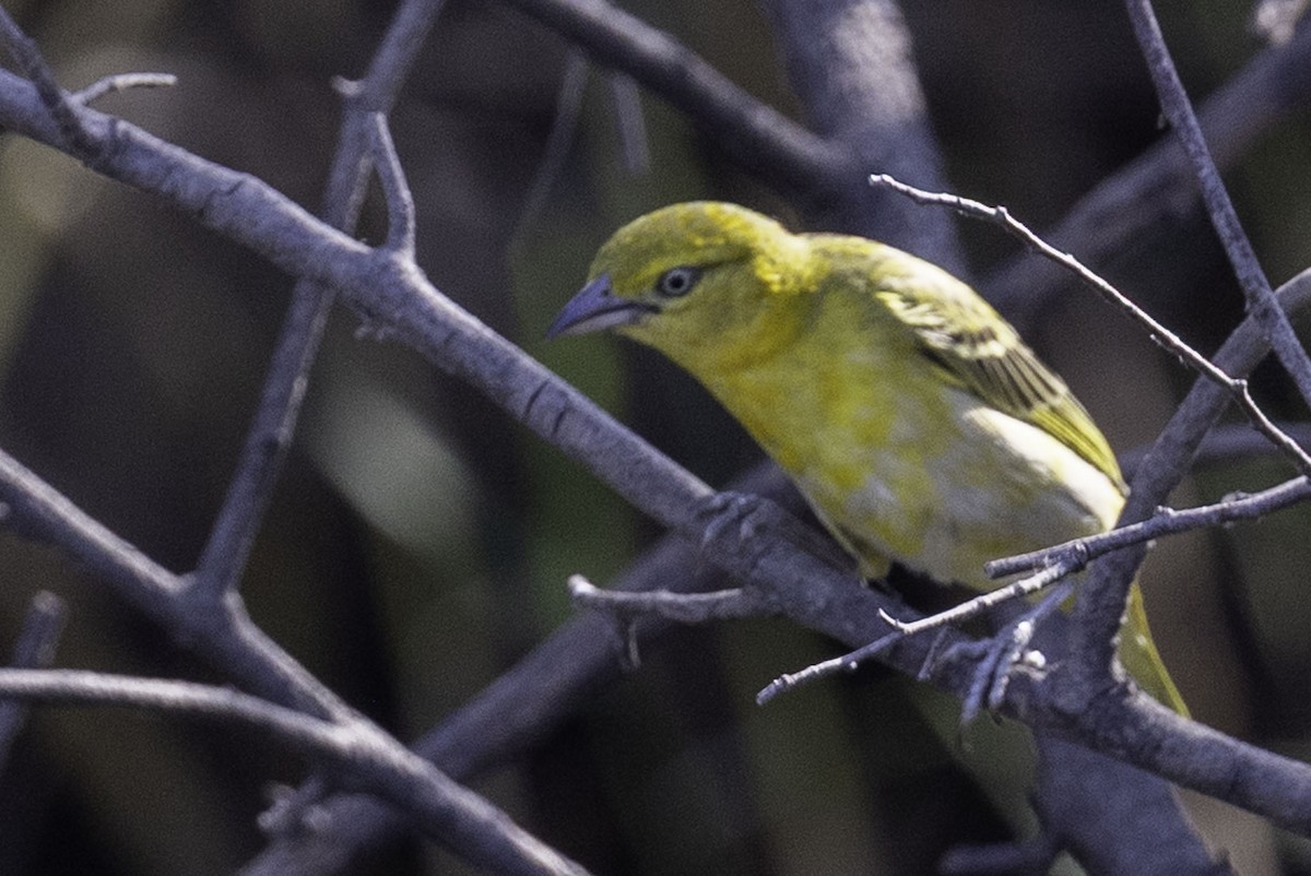 Lesser Masked-Weaver - ML644219287