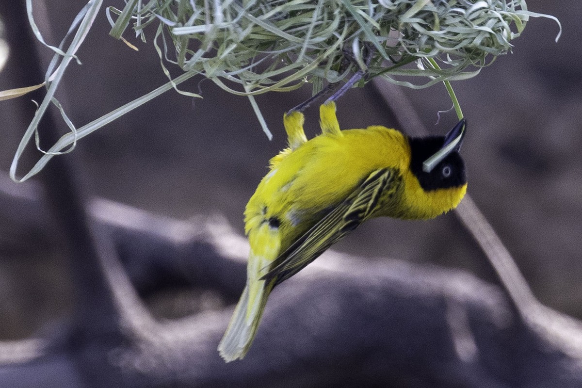 Lesser Masked-Weaver - ML644219288