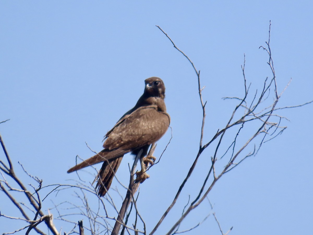 Black Falcon - ML644219319