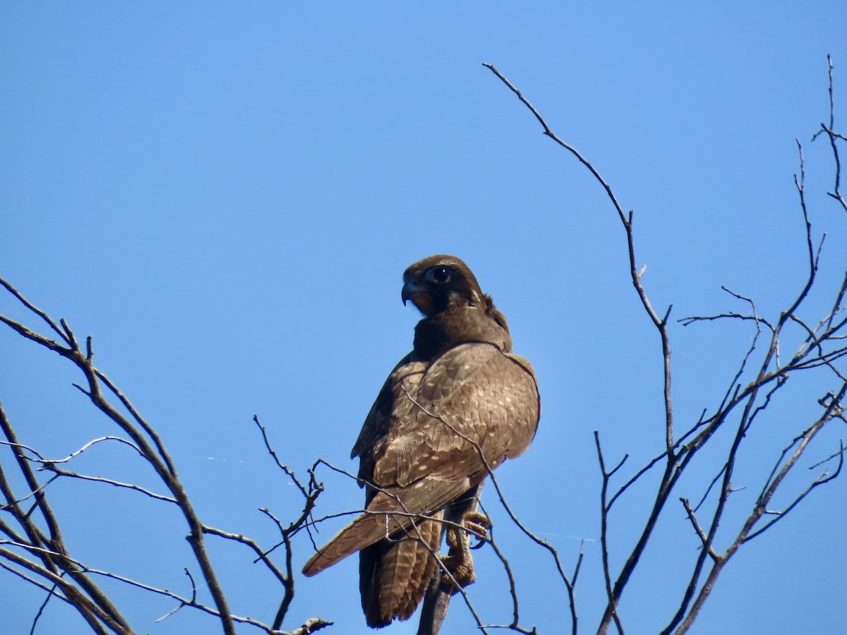 Black Falcon - ML644219320